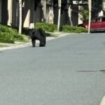 Unexpected Guest