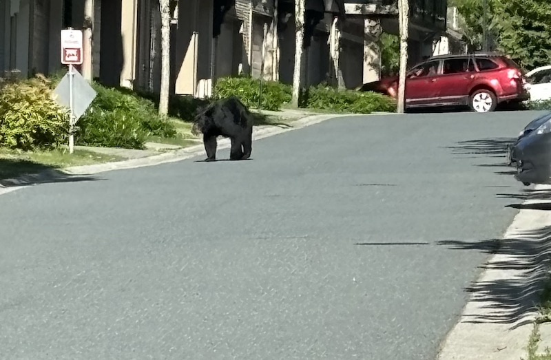 20240721 - CuriousBear